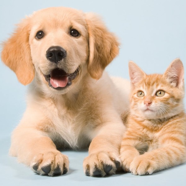 Pet Accessories