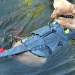 dragon shaped dog life jacket review