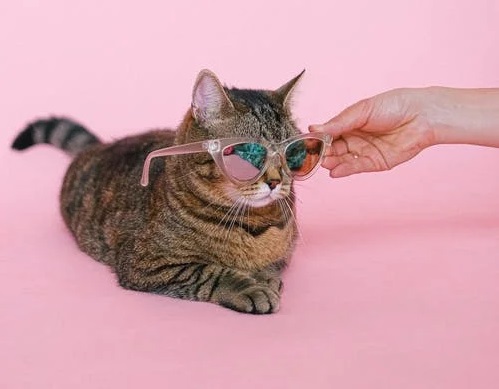 Cat Accessories