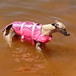 life jacket for dog review