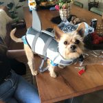 life jacket for dog review