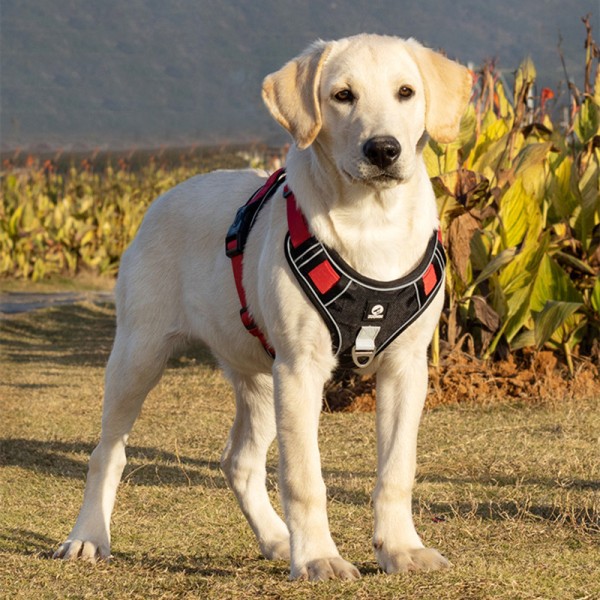 Best anti pull dog harness UK