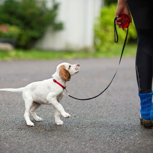 3M Pocket Retractable Small Dog Leash