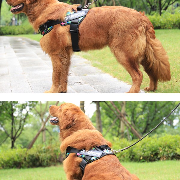 In training dog harness