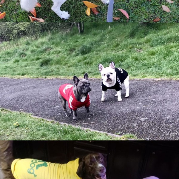 Premium Adidog Hoodies for All Dogs
