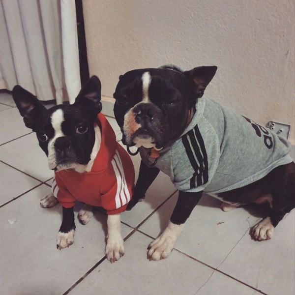 Premium Adidog Hoodies for All Dogs