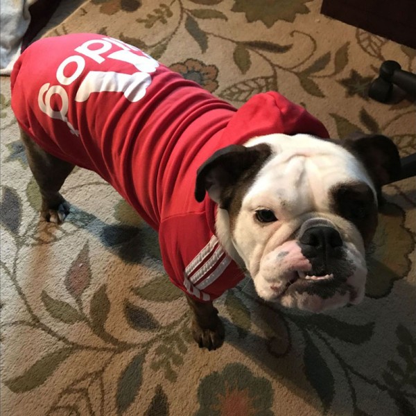 Premium Adidog Hoodies for All Dogs