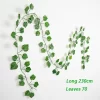 Grape leaves-200006153