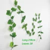 Grape leaves-202422807
